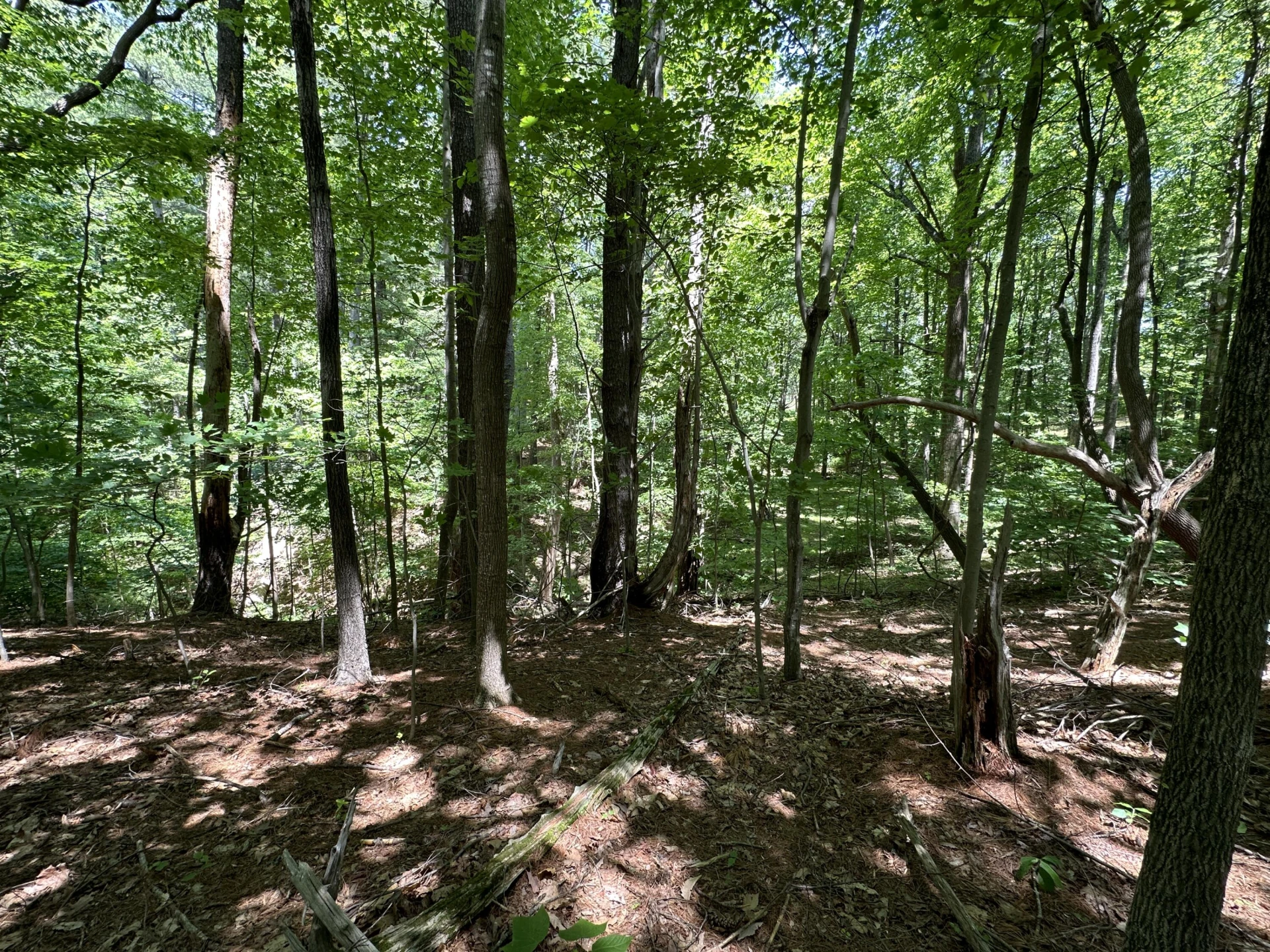 00 Mt Chestnut RD - Photo 12