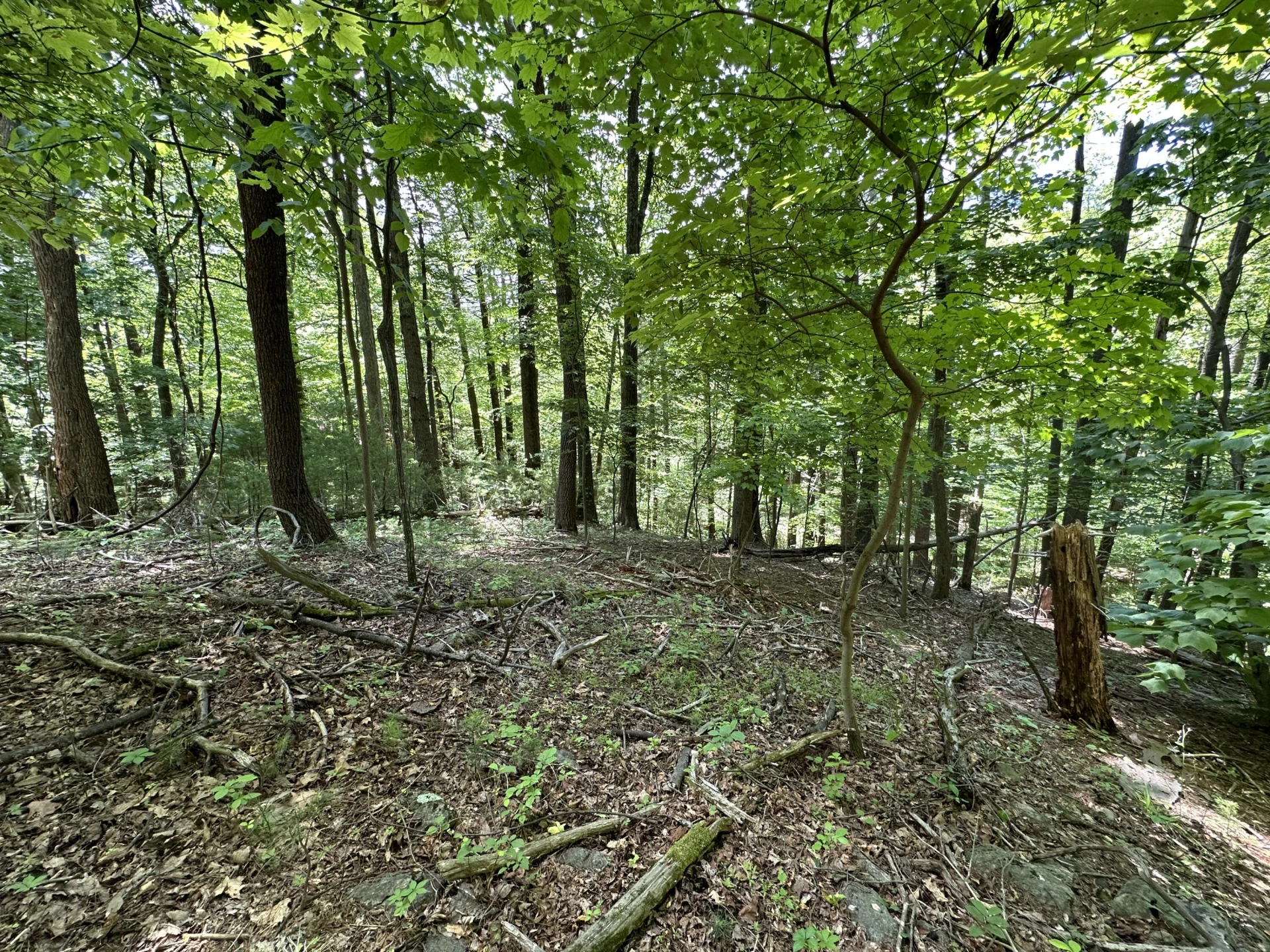 00 Mt Chestnut RD - Photo 15
