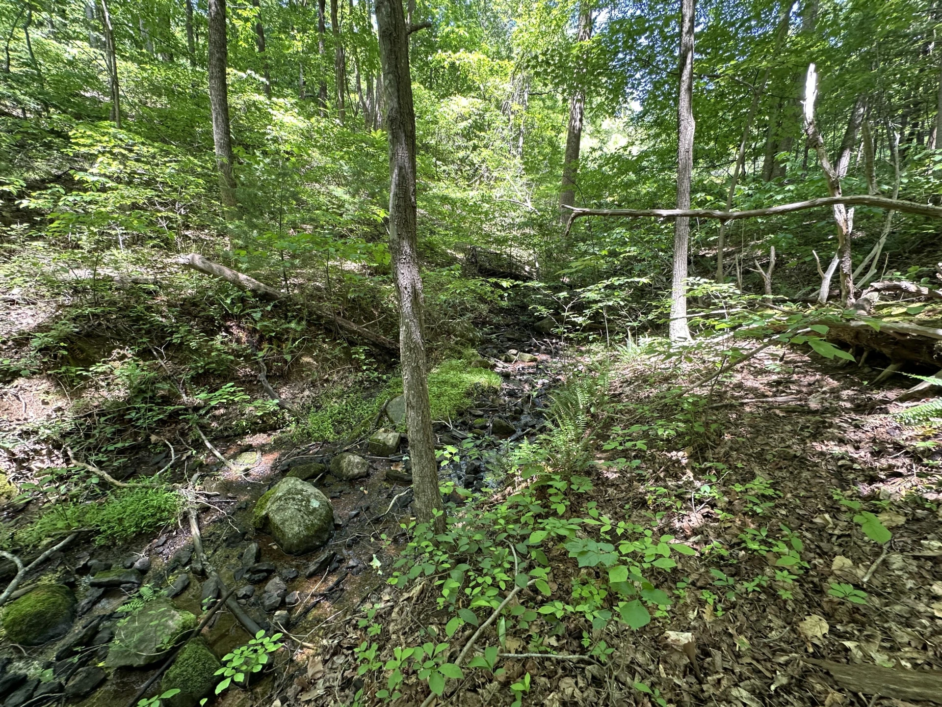 00 Mt Chestnut RD - Photo 16