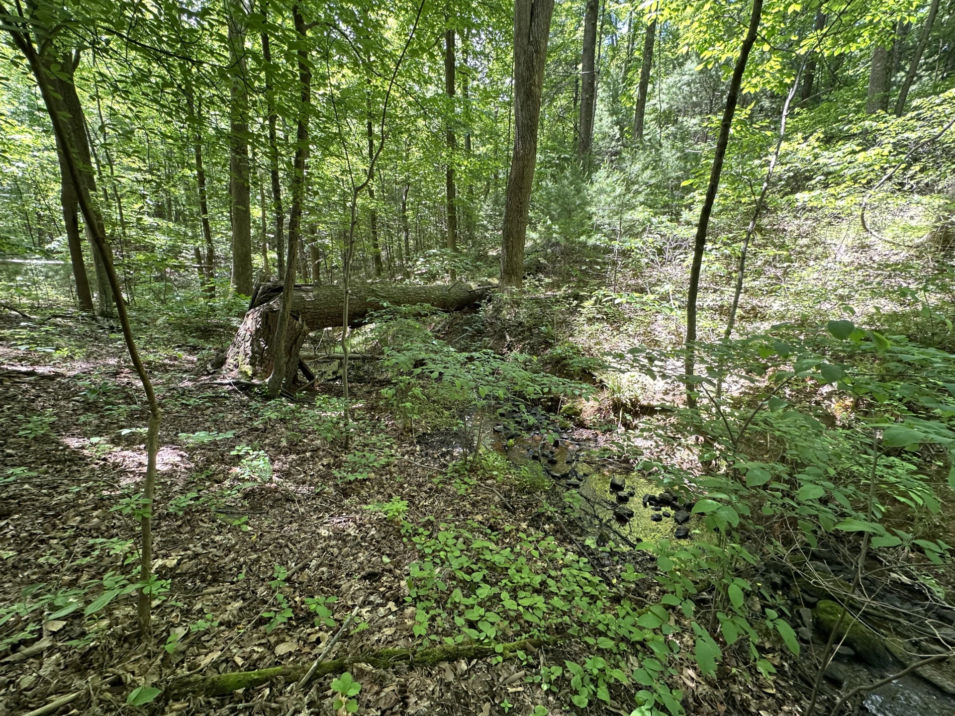 00 Mt Chestnut RD - Photo 17