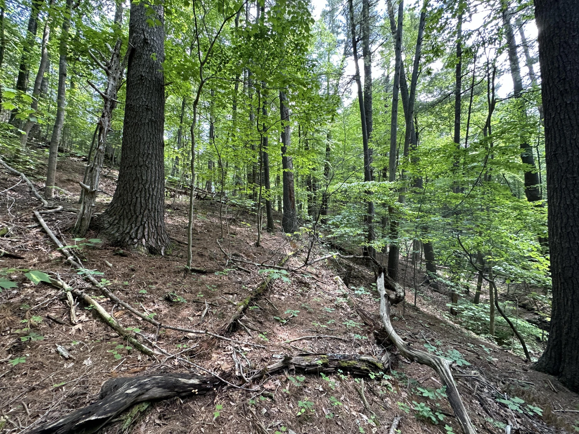 00 Mt Chestnut RD - Photo 18