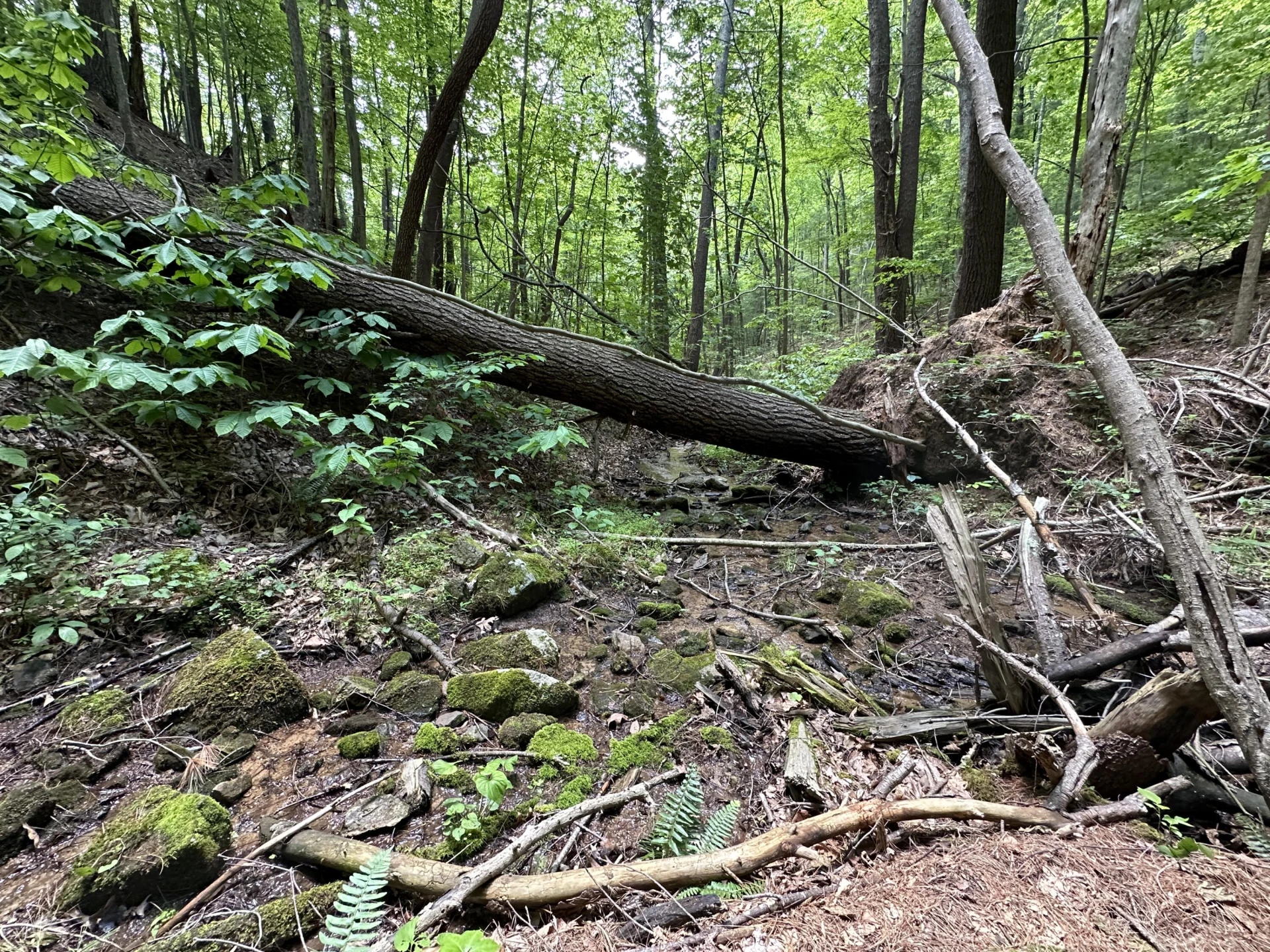 00 Mt Chestnut RD - Photo 20