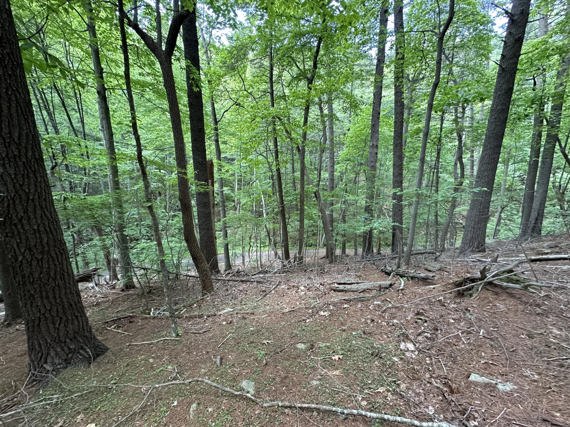 00 Mt Chestnut RD - Photo 23