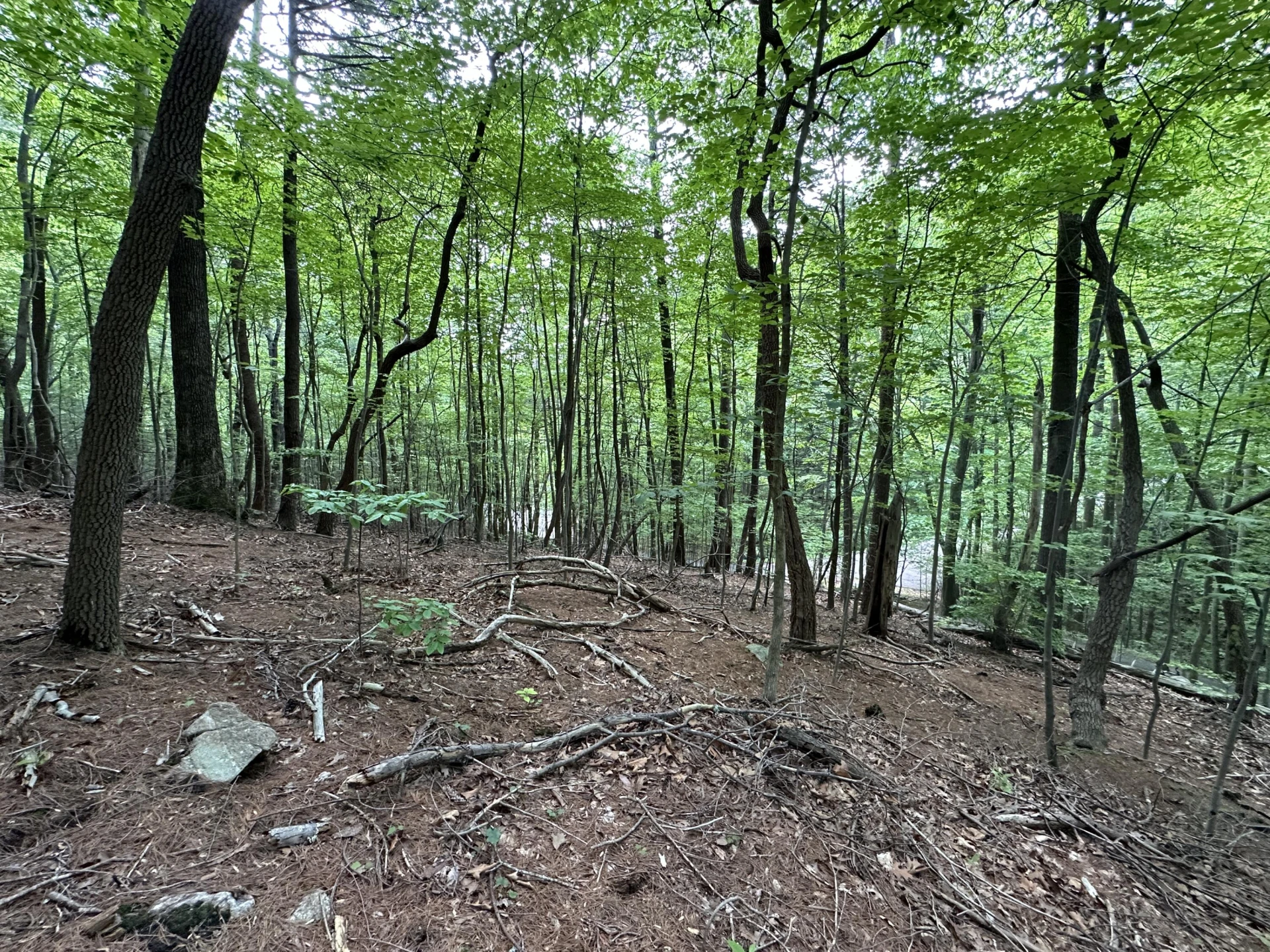 00 Mt Chestnut RD - Photo 24