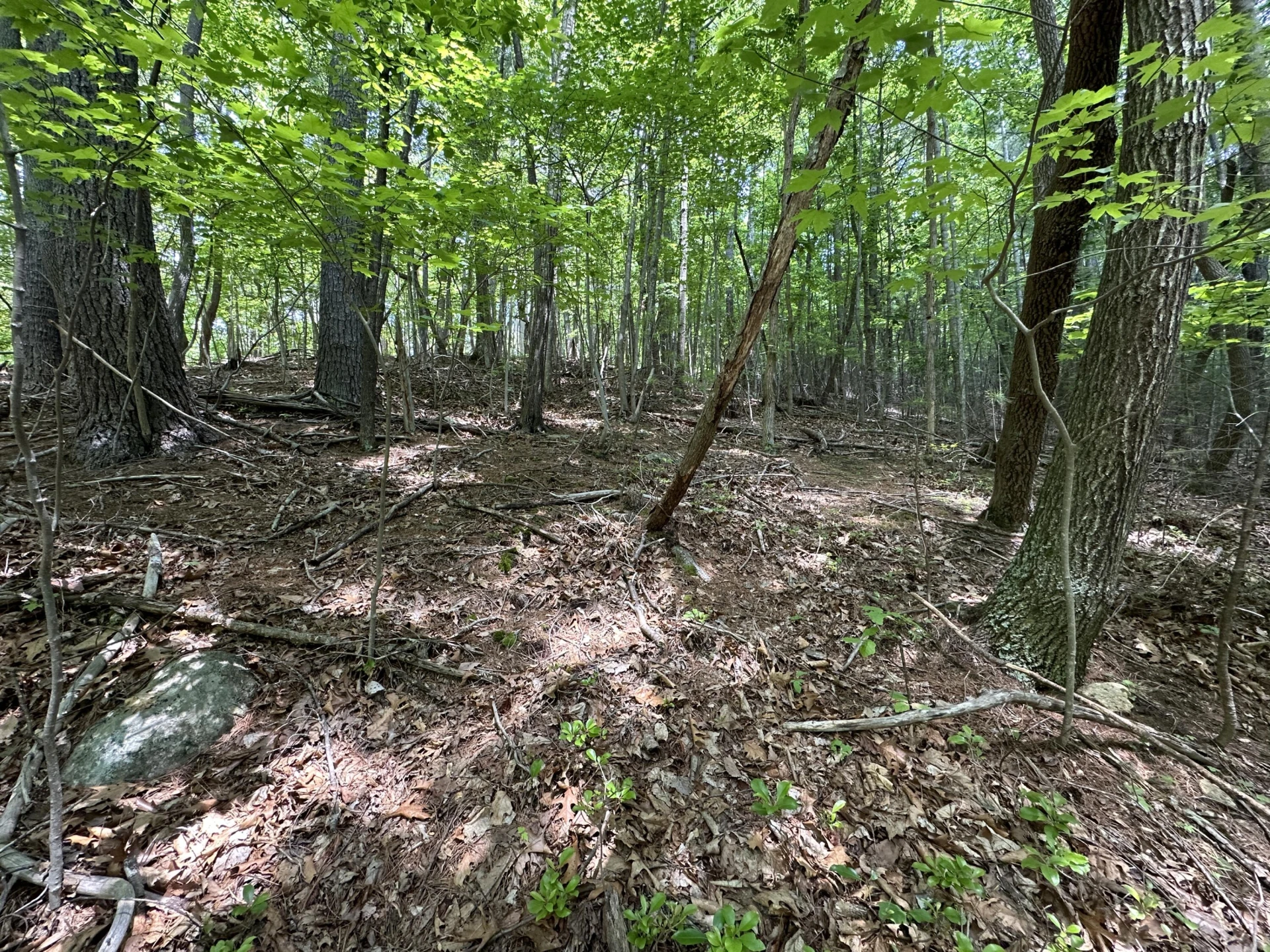 00 Mt Chestnut RD - Photo 3