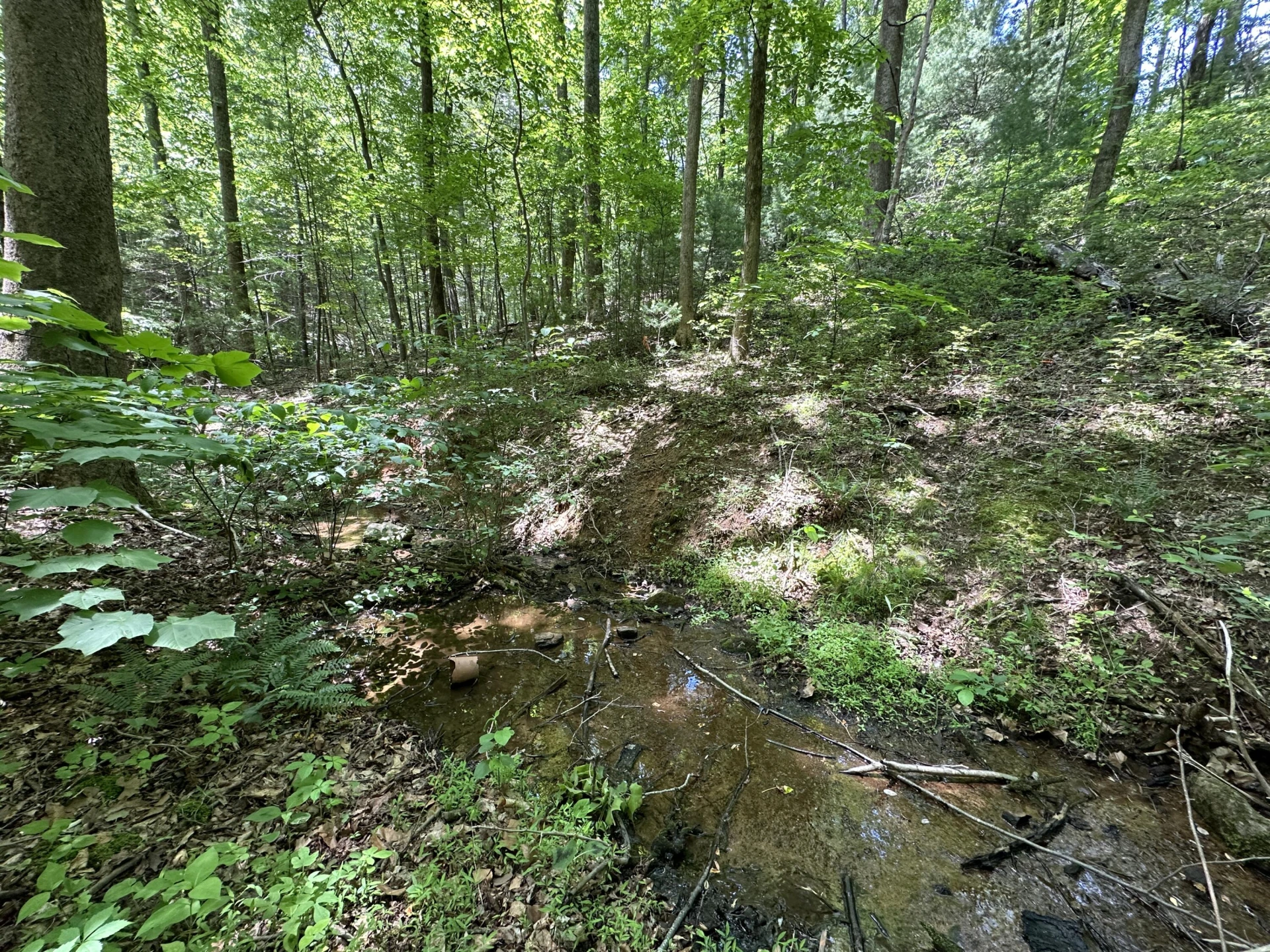 00 Mt Chestnut RD - Photo 4