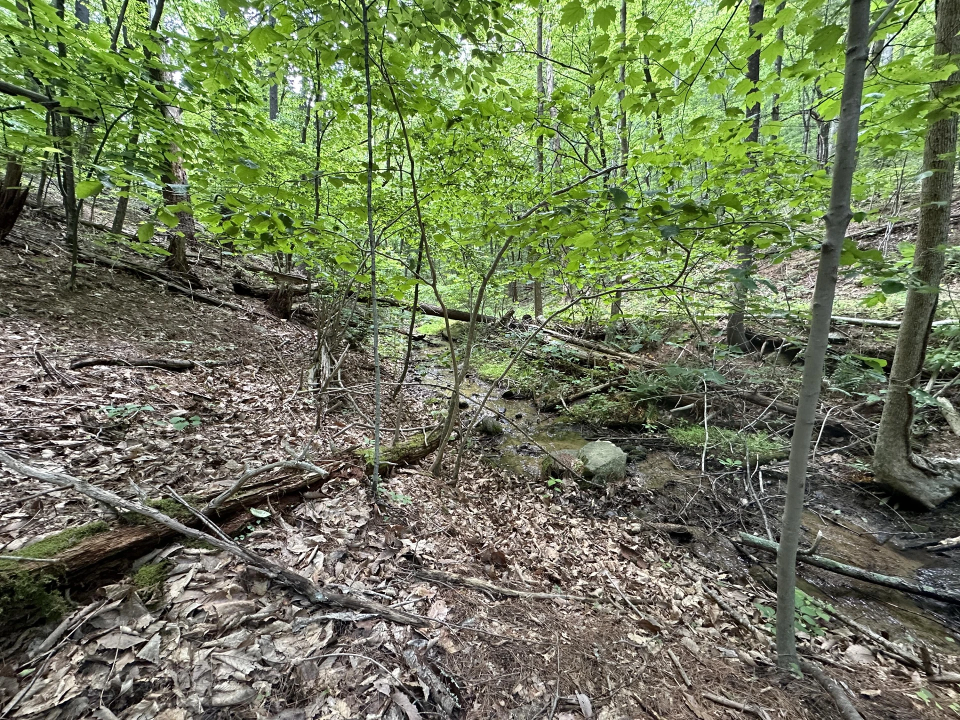 00 Mt Chestnut RD - Photo 5