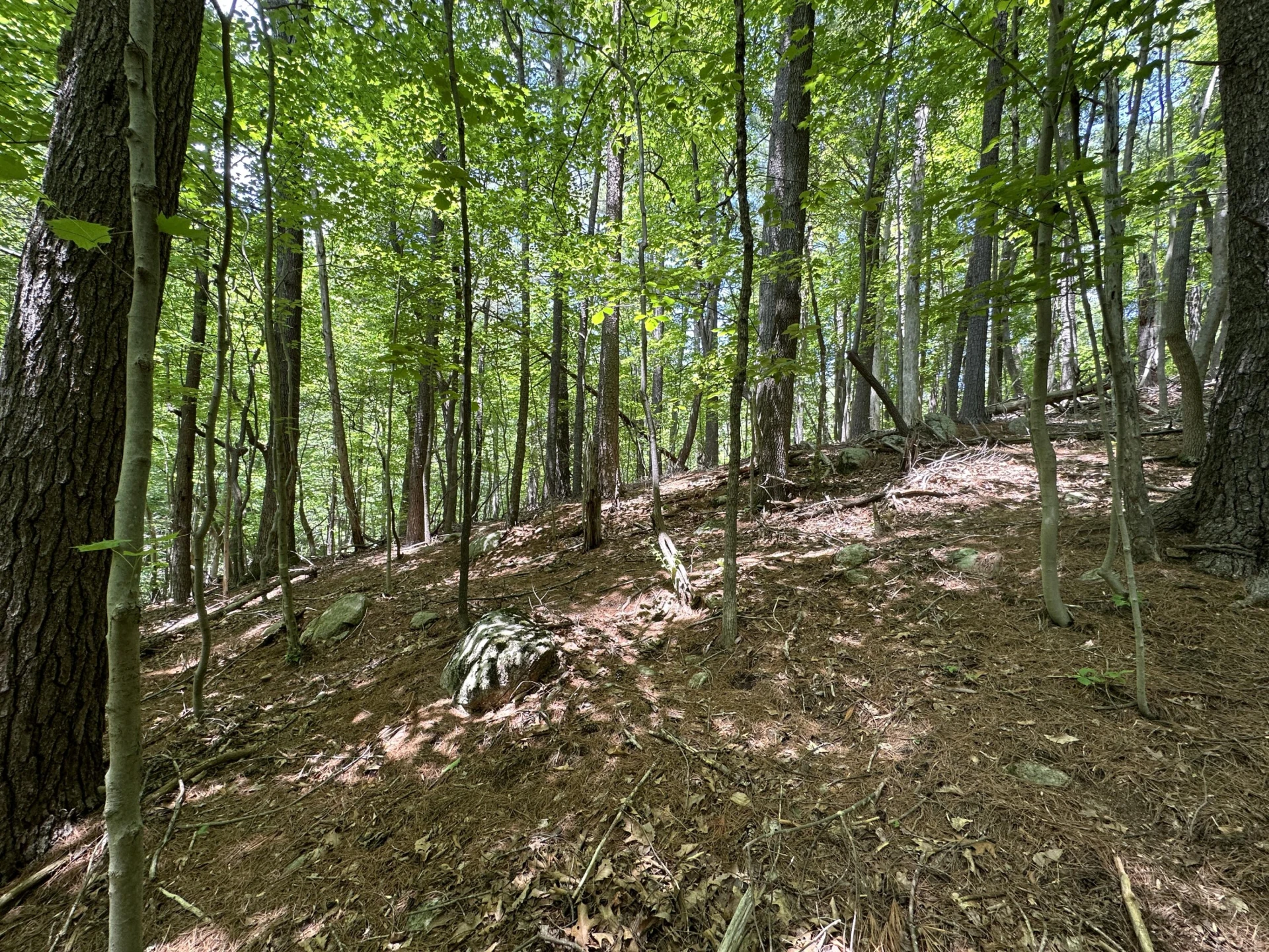 00 Mt Chestnut RD - Photo 6