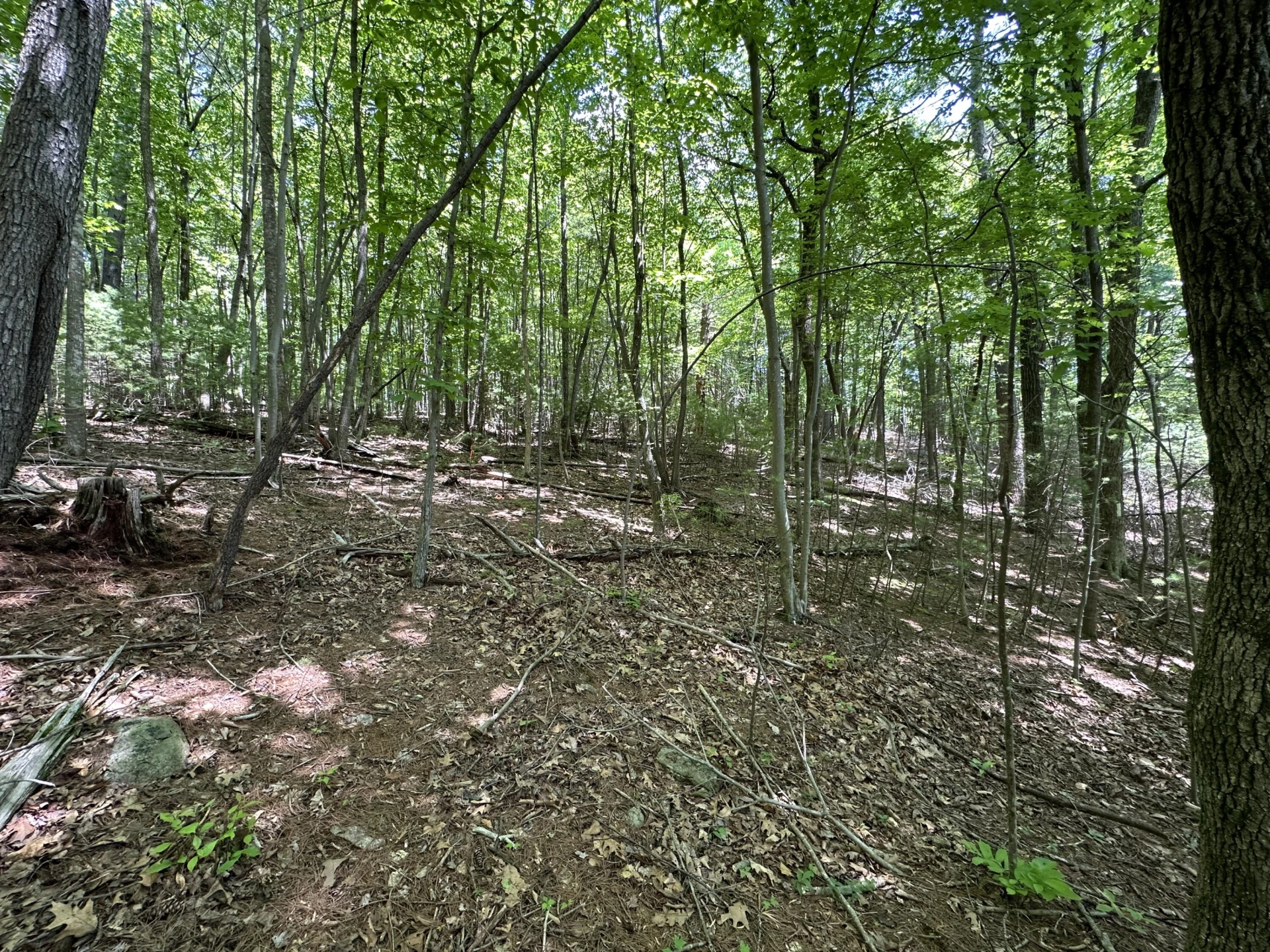 00 Mt Chestnut RD - Photo 7