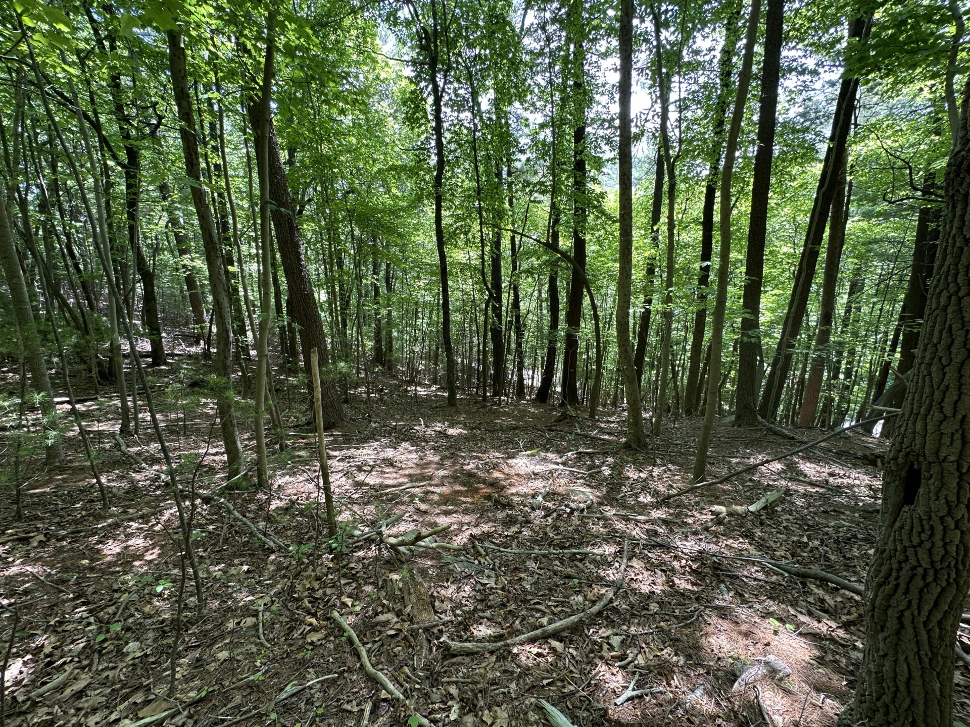 00 Mt Chestnut RD - Photo 8