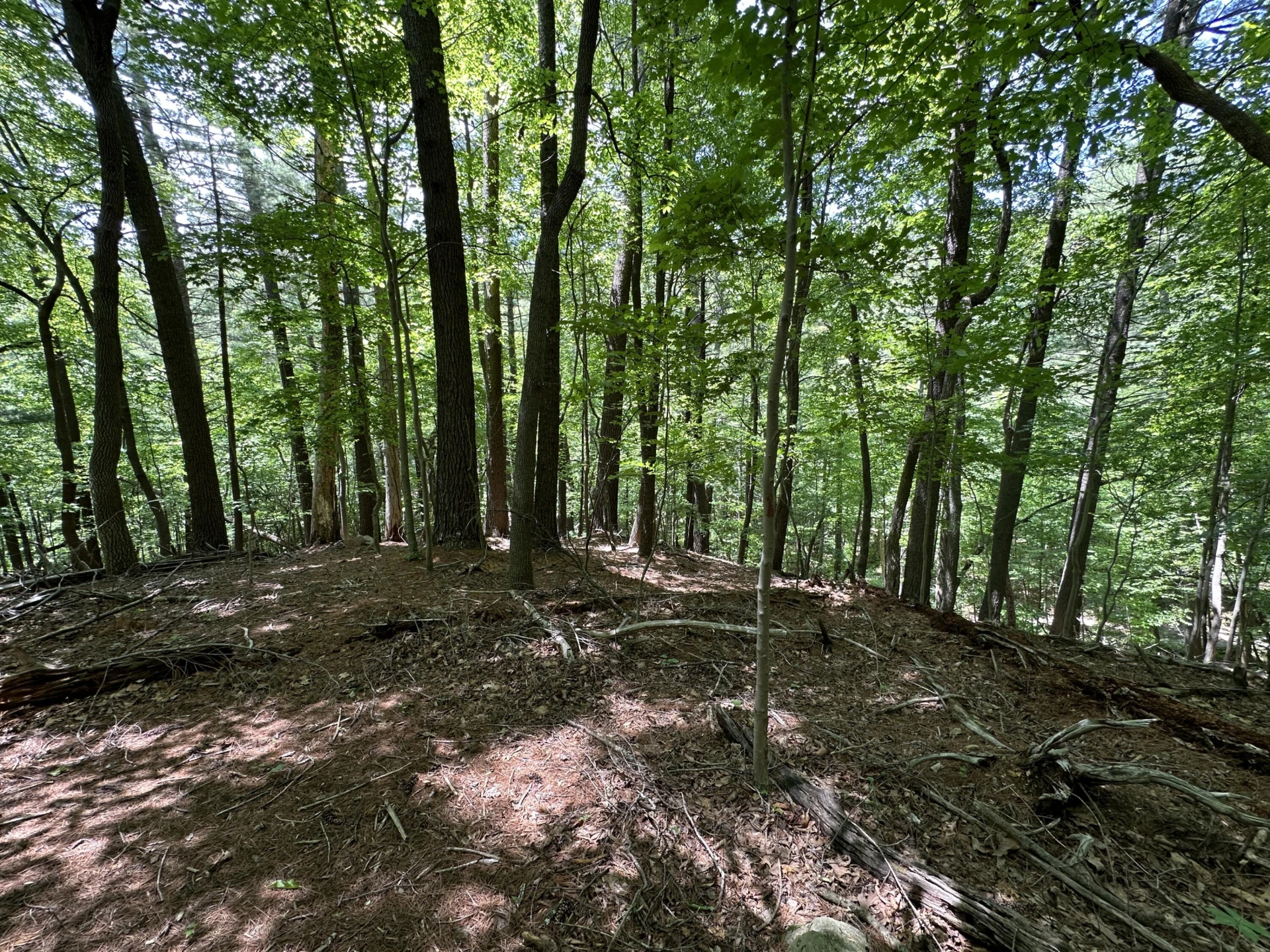 00 Mt Chestnut RD - Photo 9