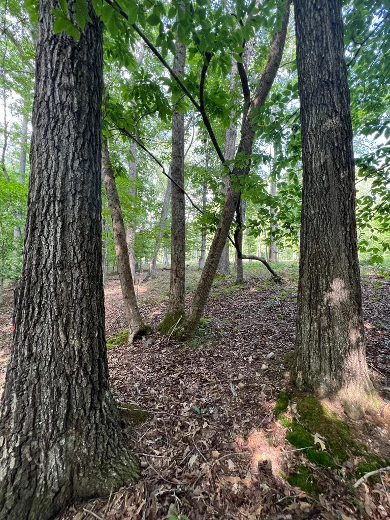 Lot 12 Red Barn LN - Photo 15