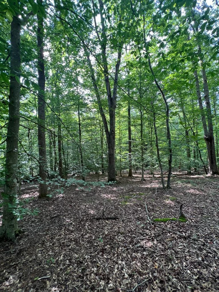 Lot 12 Red Barn LN - Photo 16
