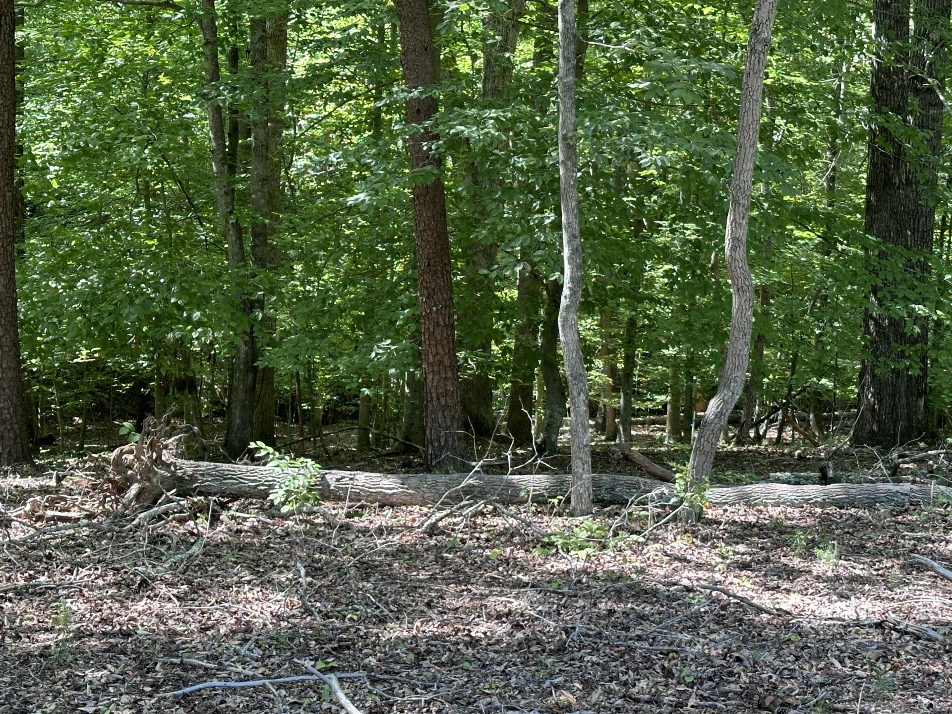 Lot 12 Red Barn LN - Photo 2