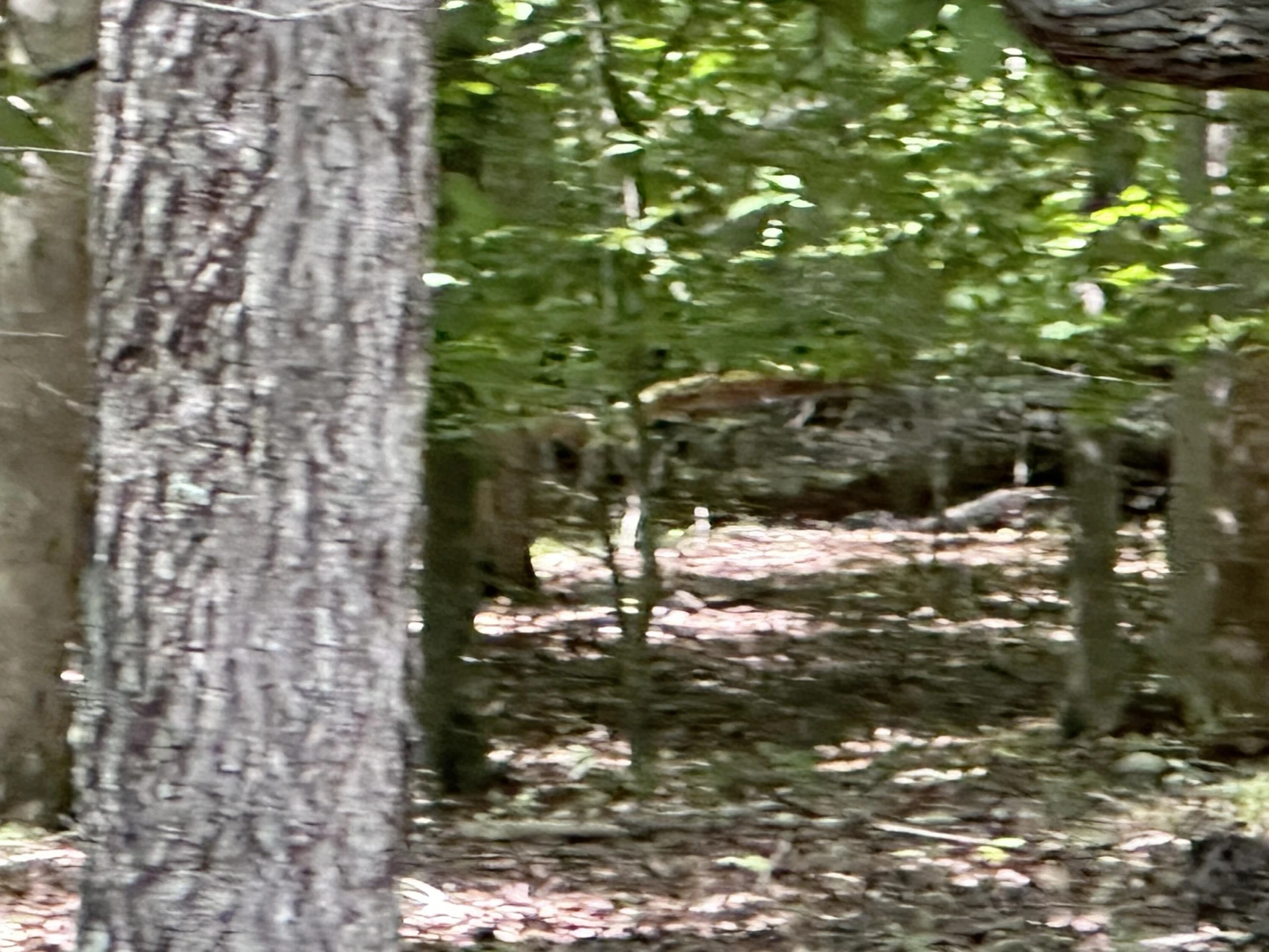Lot 12 Red Barn LN - Photo 4