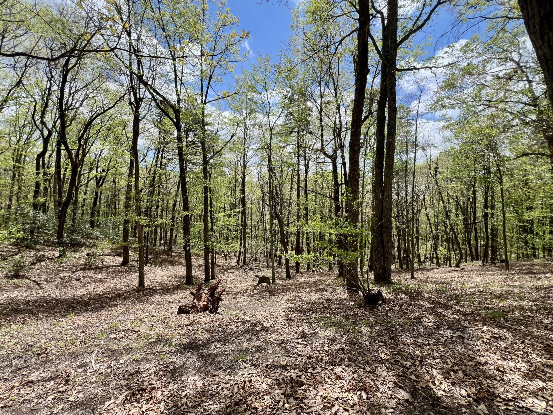 3002 Old Waiteville RD - Photo 42