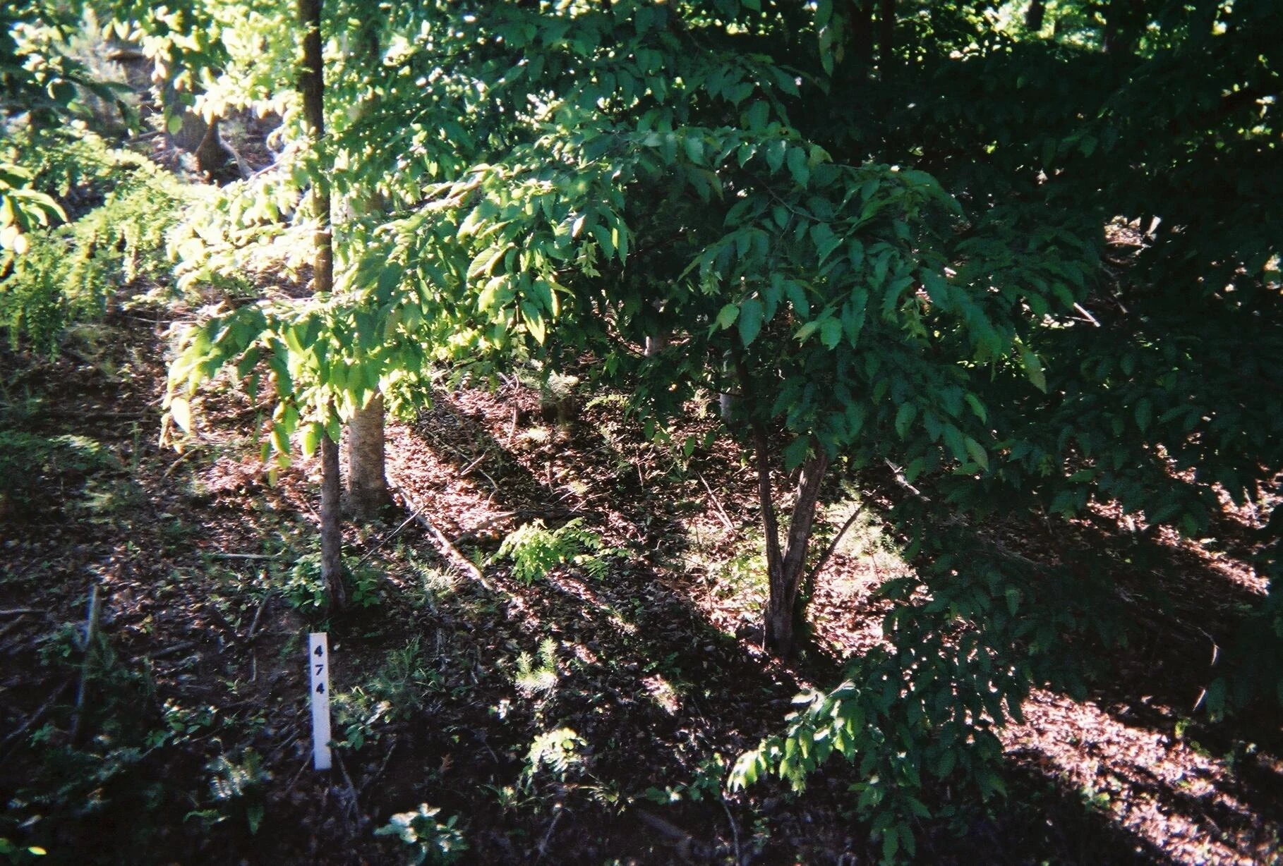 LOT 474 Southwood DR - Photo 17