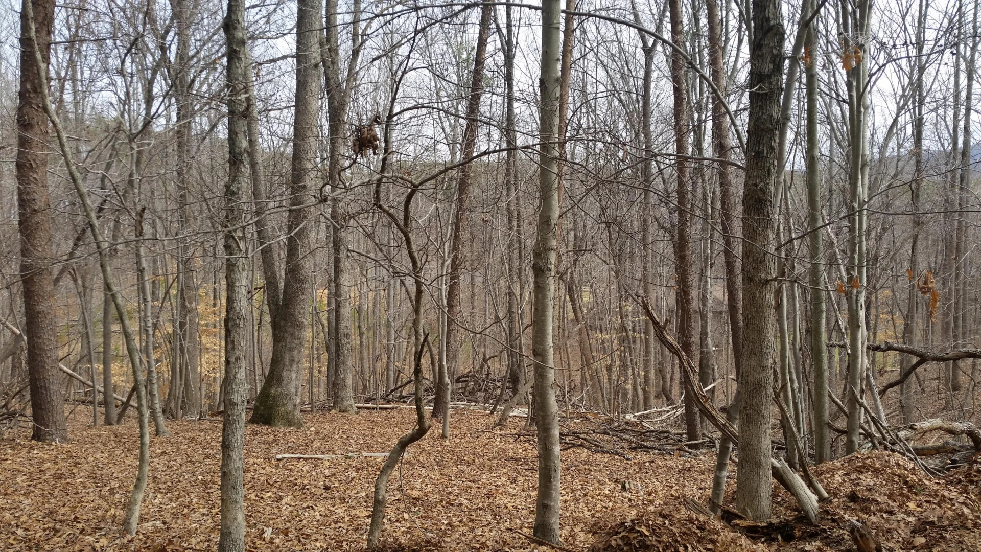 Lot 383 Mountain Shore DR - Photo 4