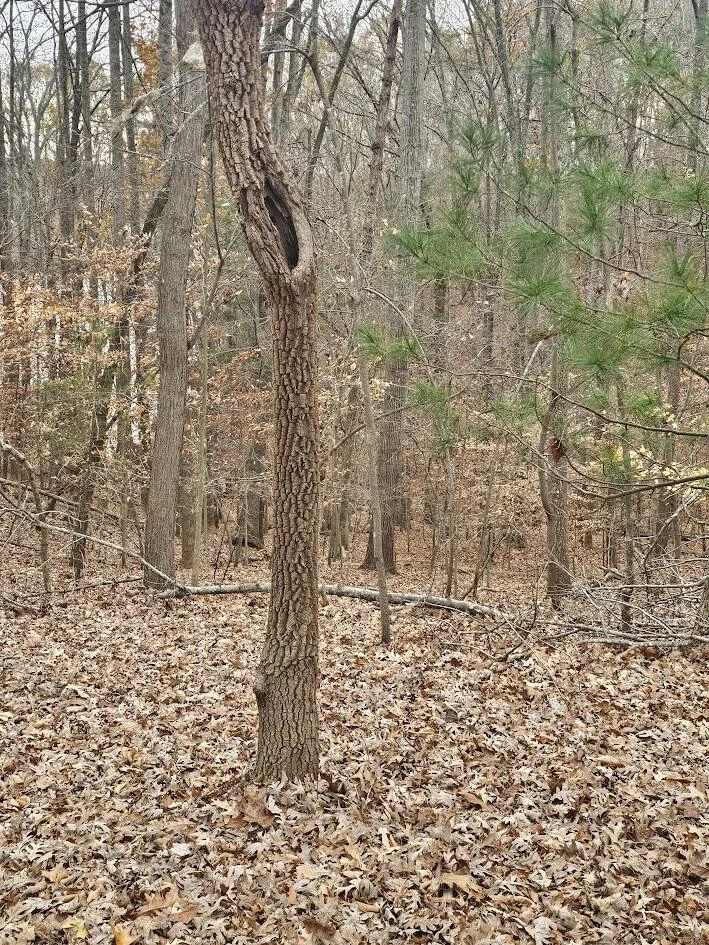 Lot 143 Oak Crest DR - Photo 40