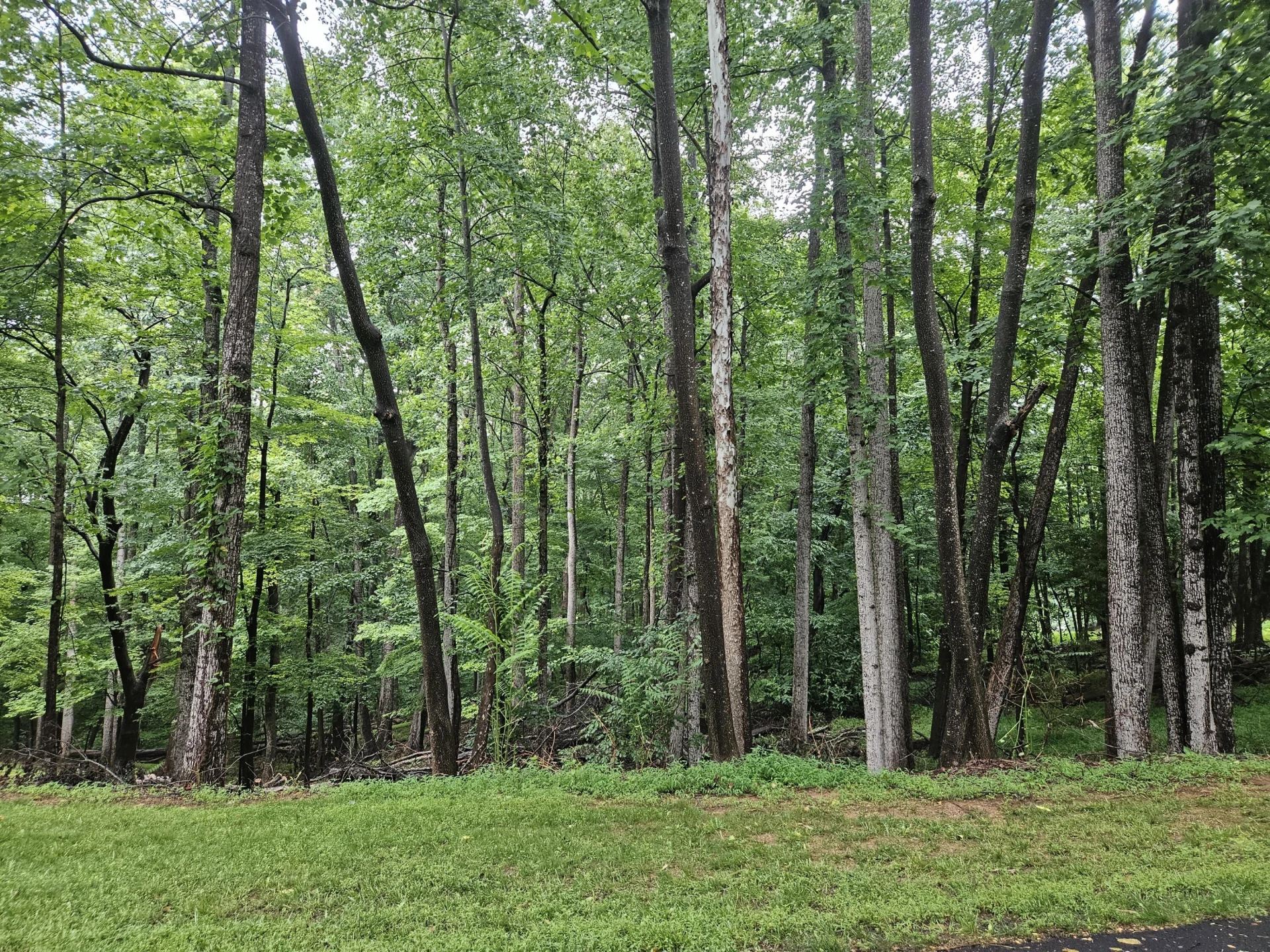 Lot 273 Niblicks CIR - Photo 2
