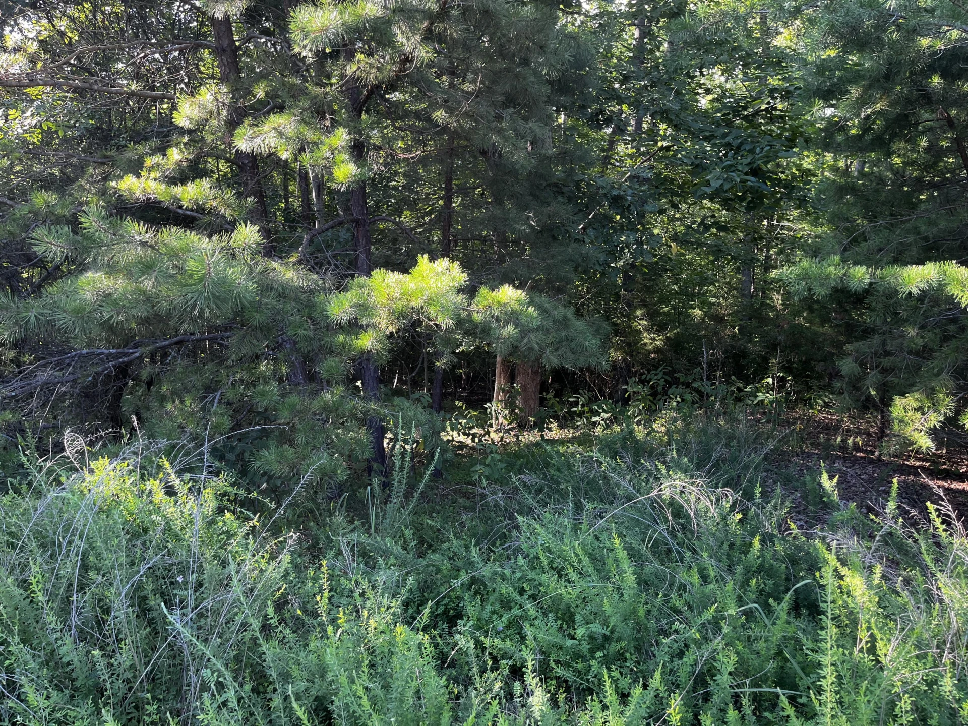 Lot 359 Clear Pointe Run - Photo 10