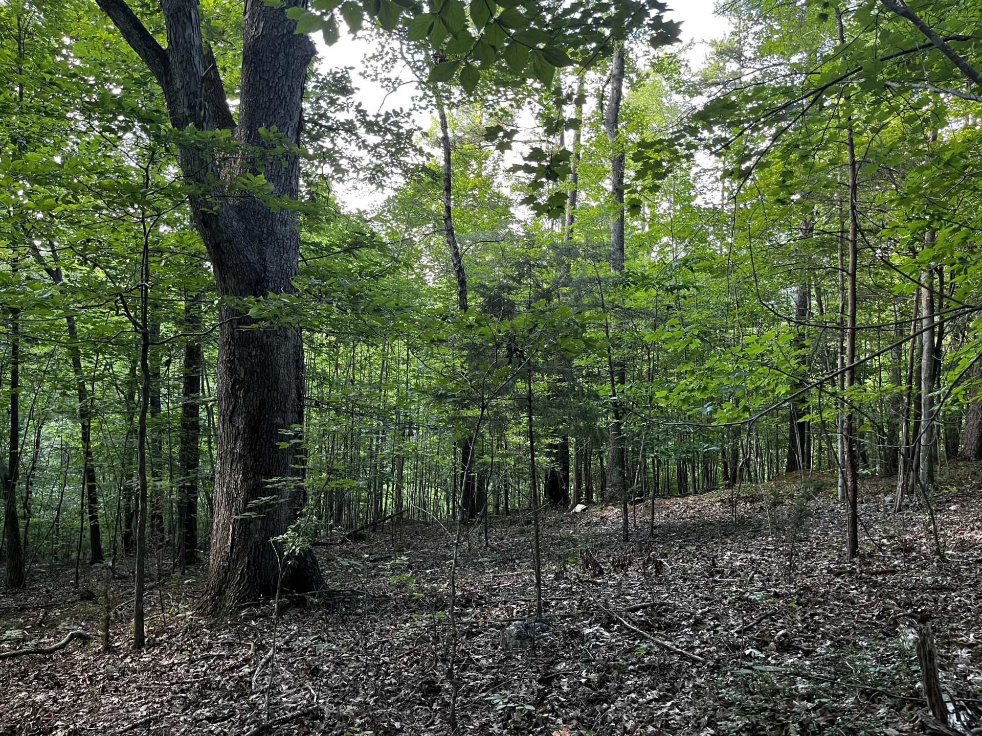 Lot 359 Clear Pointe Run - Photo 11