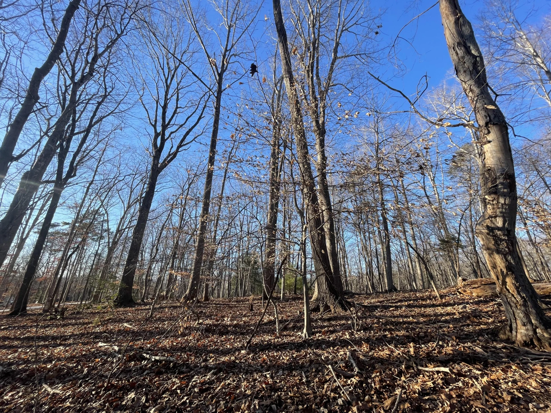 Lot 118 Brentwood LN - Photo 6