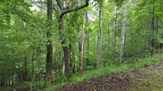 00 Cedar Bluff LN, Hardy, VA, 24101
