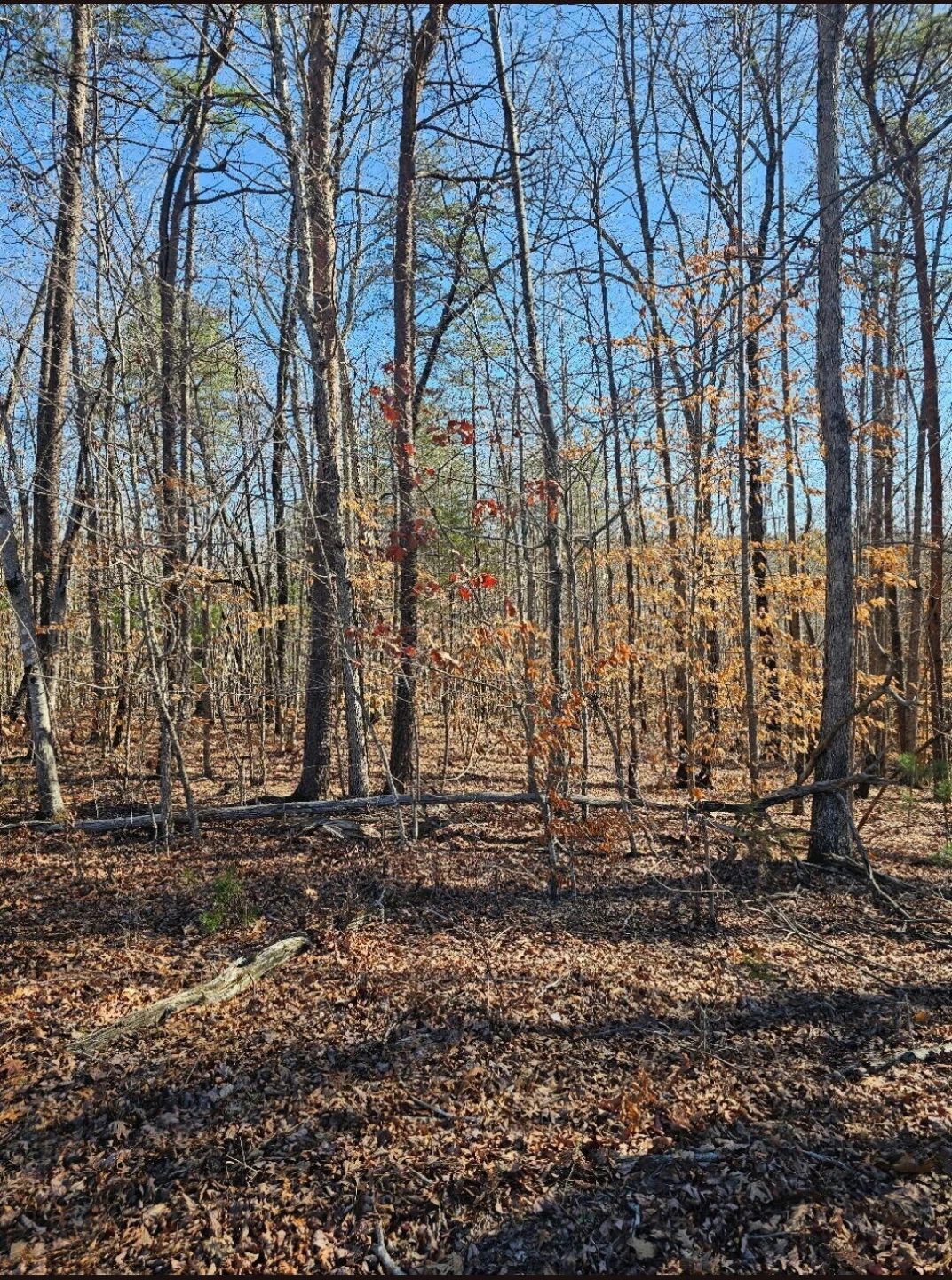 Tract 4-B Red Oak RD - Photo 2