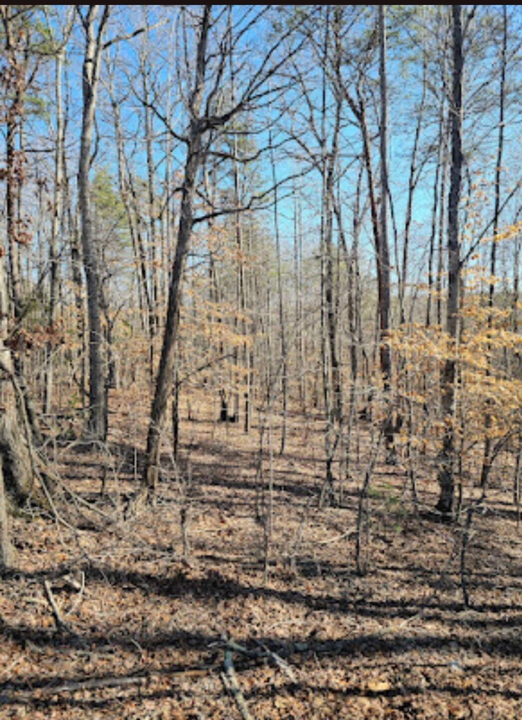 Tract 4-B Red Oak RD - Photo 3