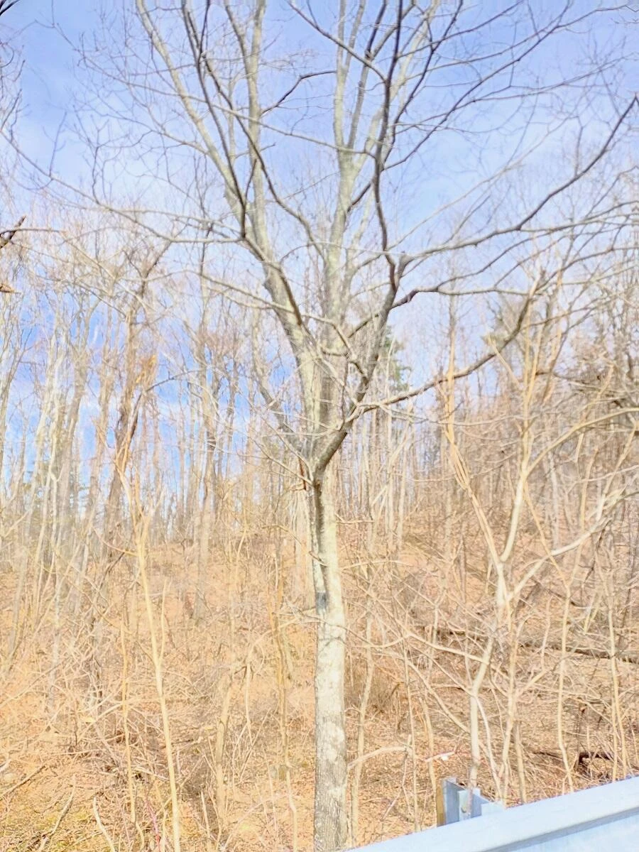 0 Bent Mountain RD - Photo 20
