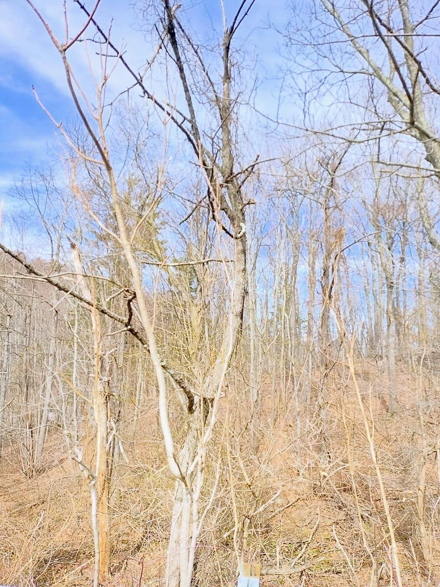 0 Bent Mountain RD - Photo 21
