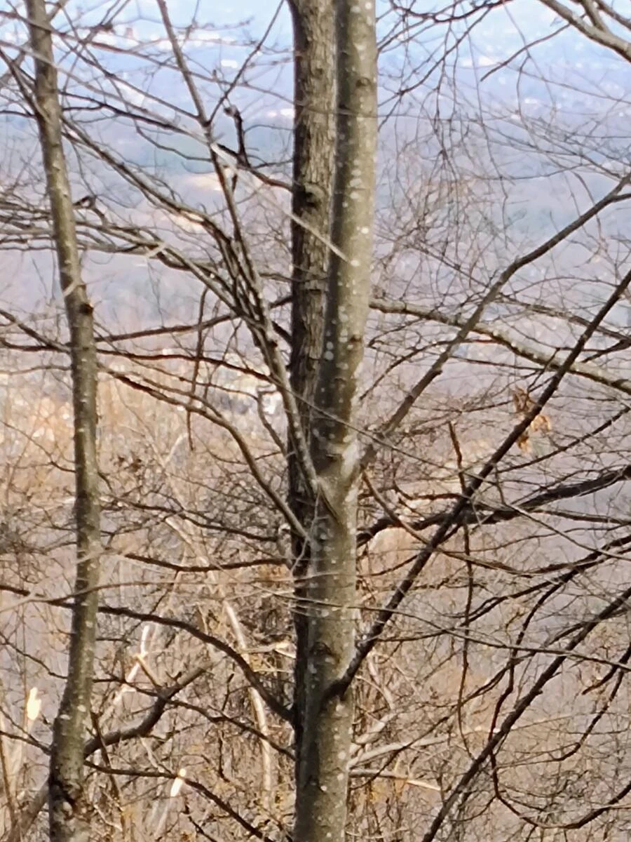 0 Bent Mountain RD - Photo 6