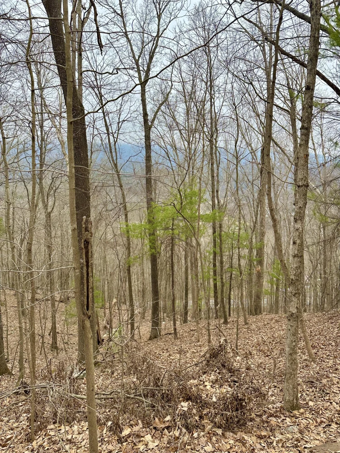 0 Taylor LN - Photo 4