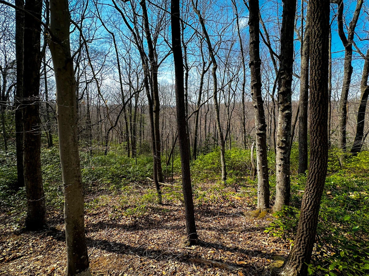 0 Blueberry LN - Photo 11