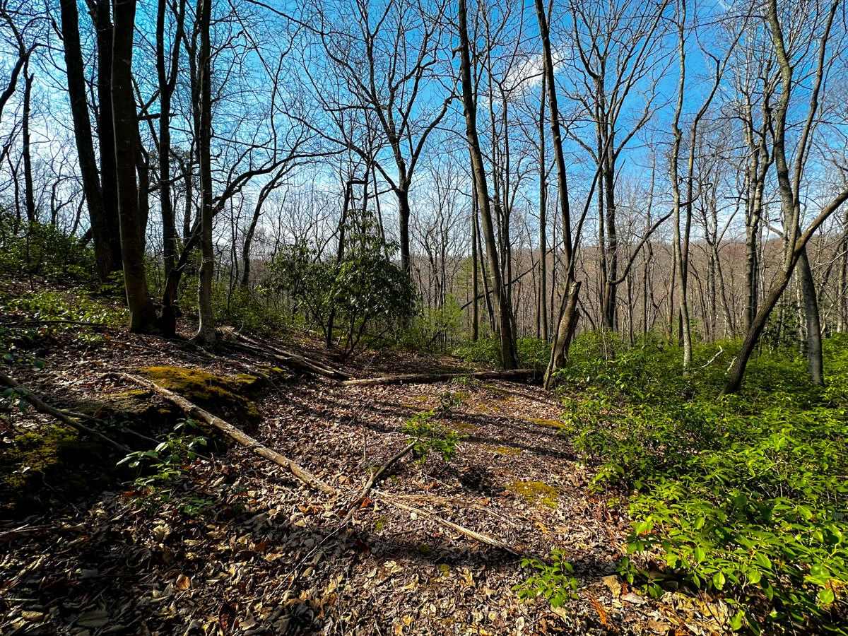 0 Blueberry LN - Photo 12