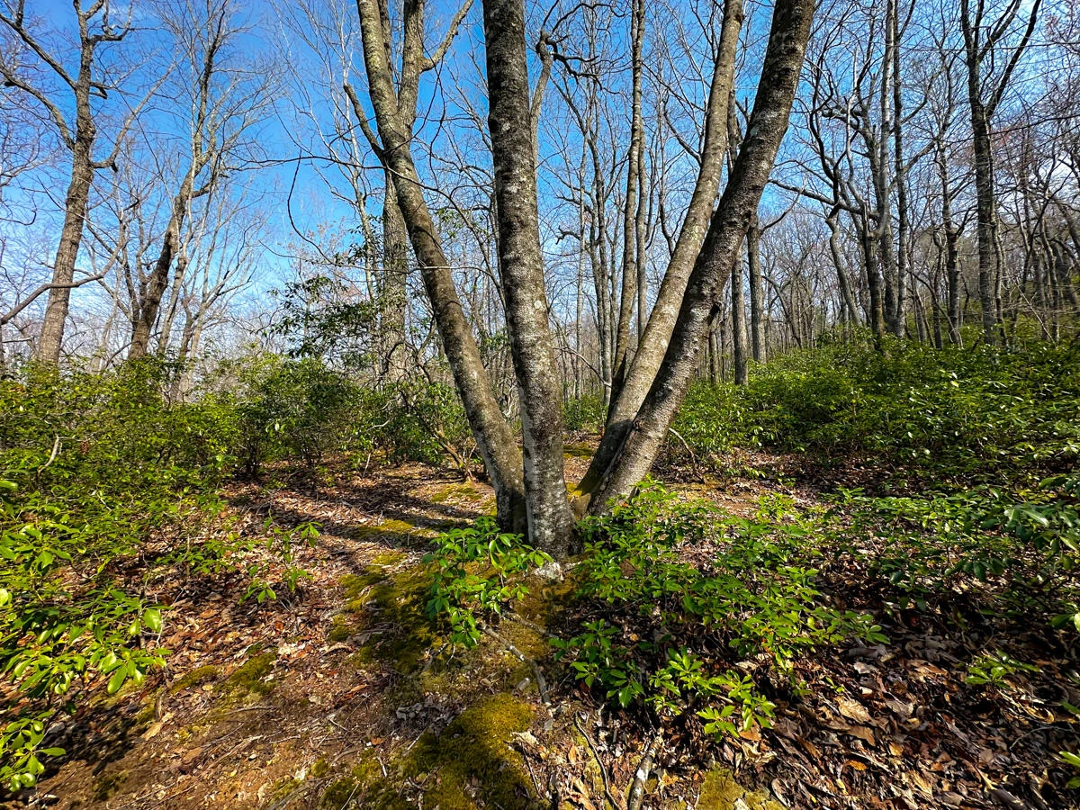 0 Blueberry LN - Photo 15