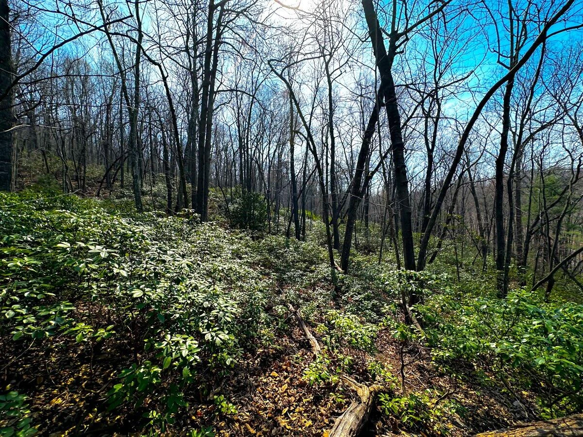 0 Blueberry LN - Photo 16