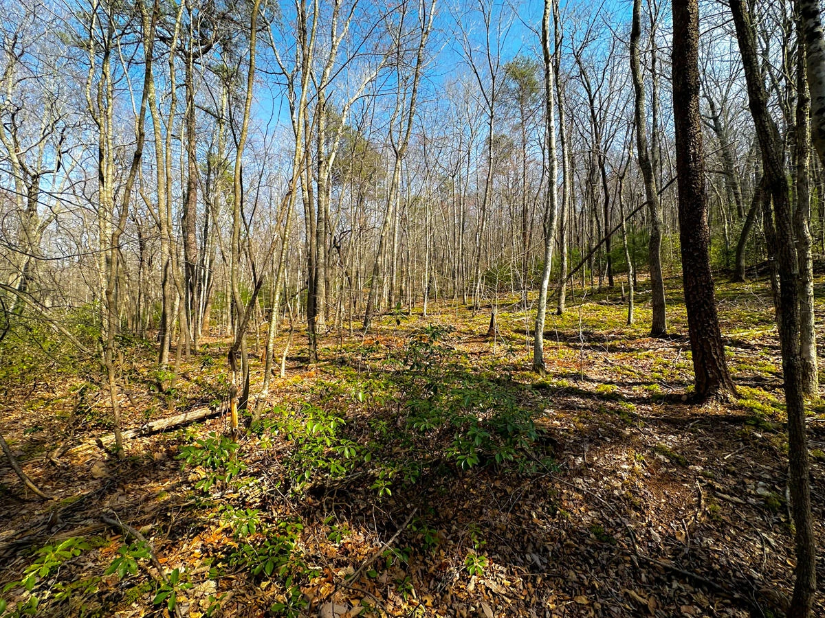 0 Blueberry LN - Photo 20