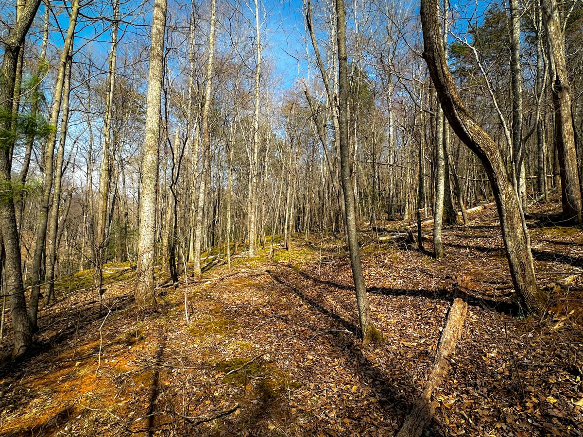 0 Blueberry LN - Photo 21