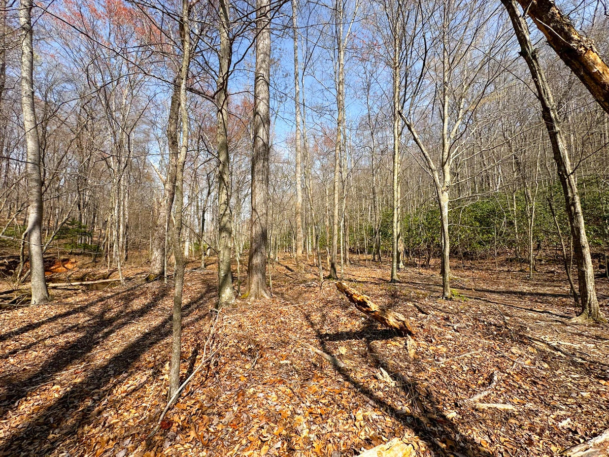 0 Blueberry LN - Photo 7
