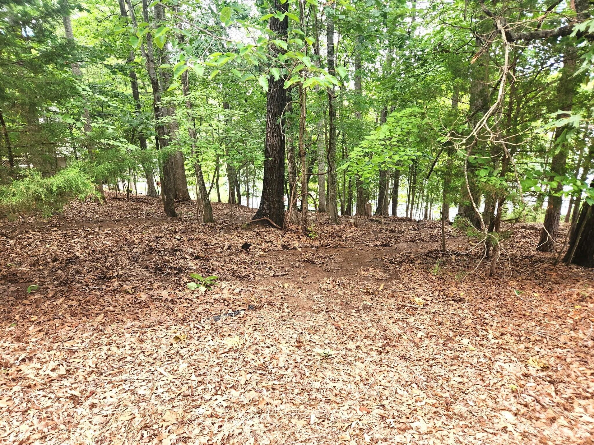 206 Summer ( Lot 4) LN - Photo 6