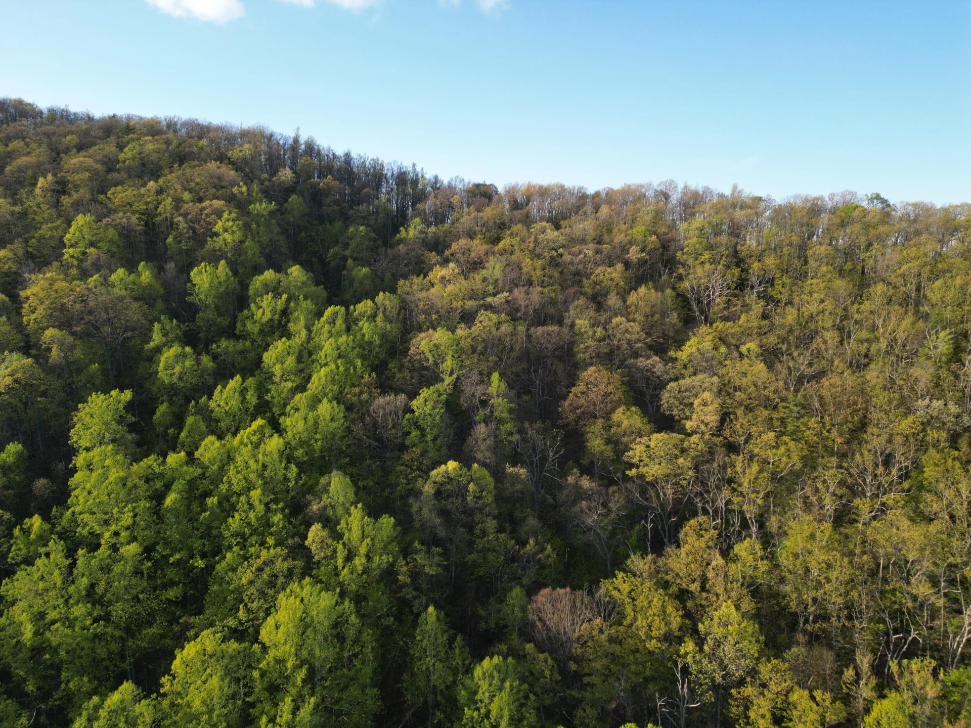 00 MASONS KNOB RD - Photo 10
