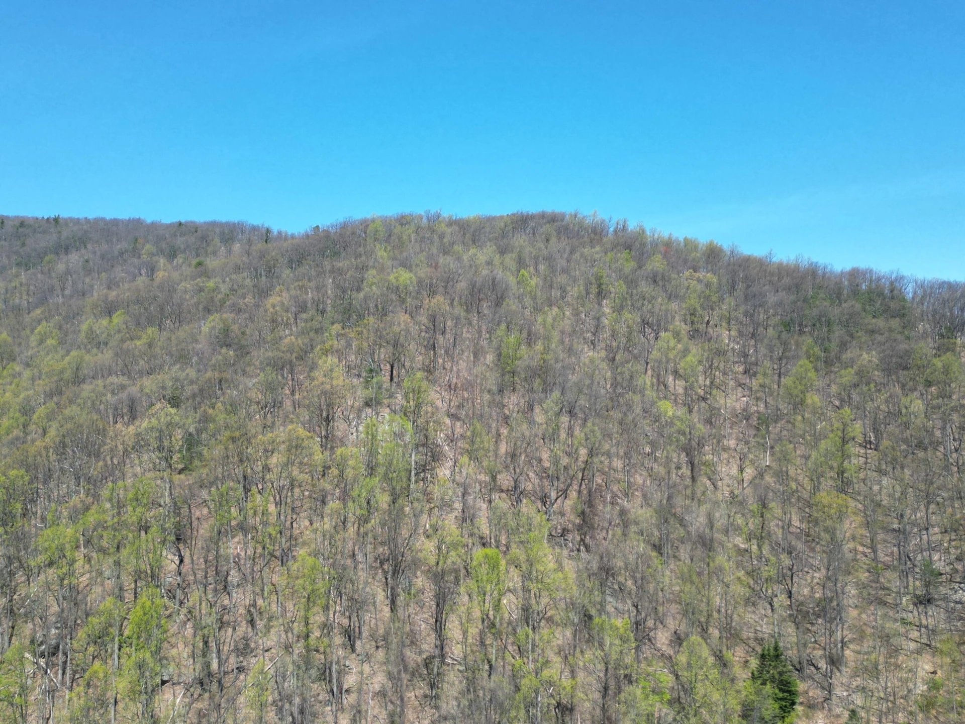 00 MASONS KNOB RD - Photo 18
