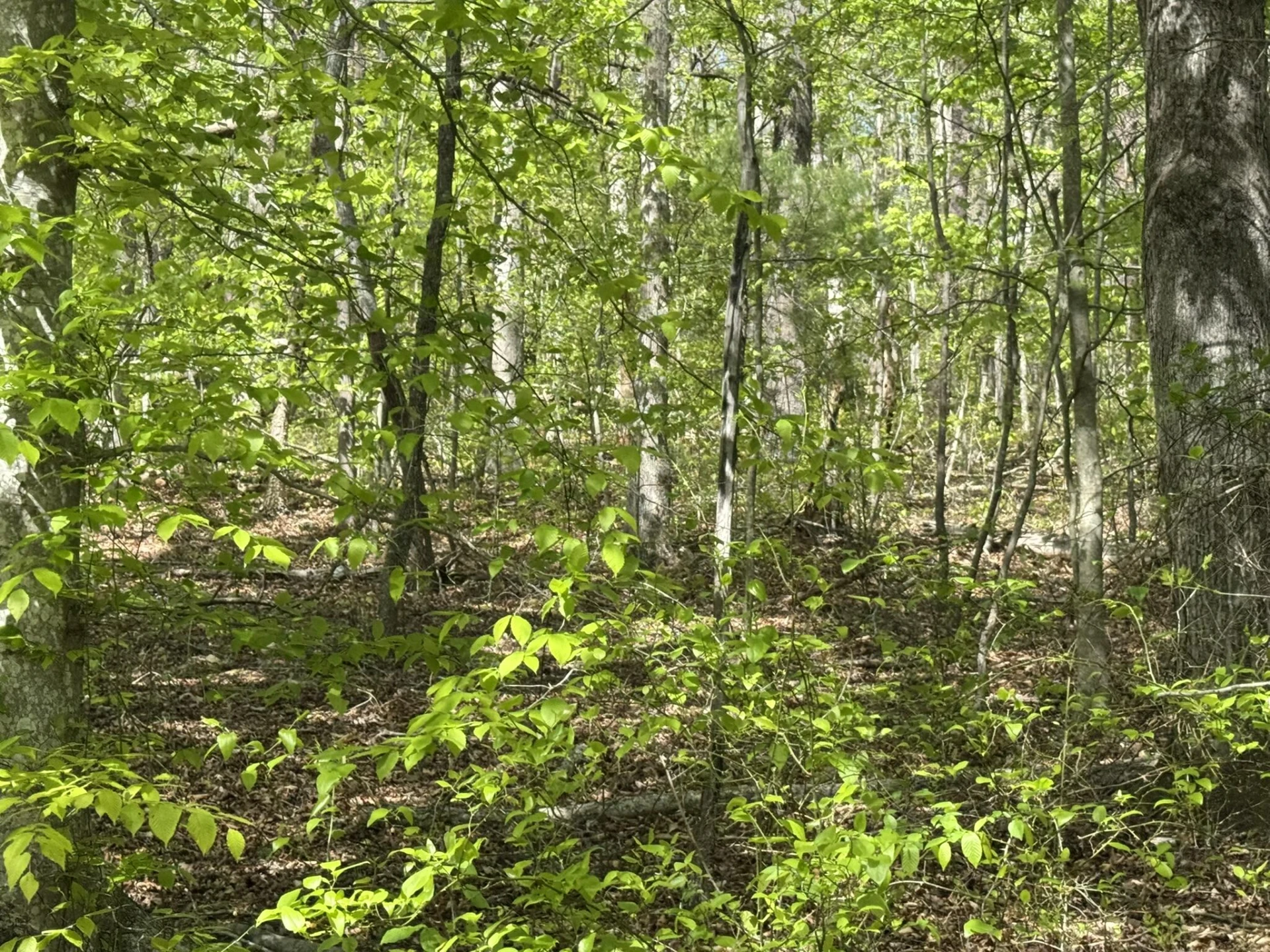 0 Dry Hill RD - Photo 3