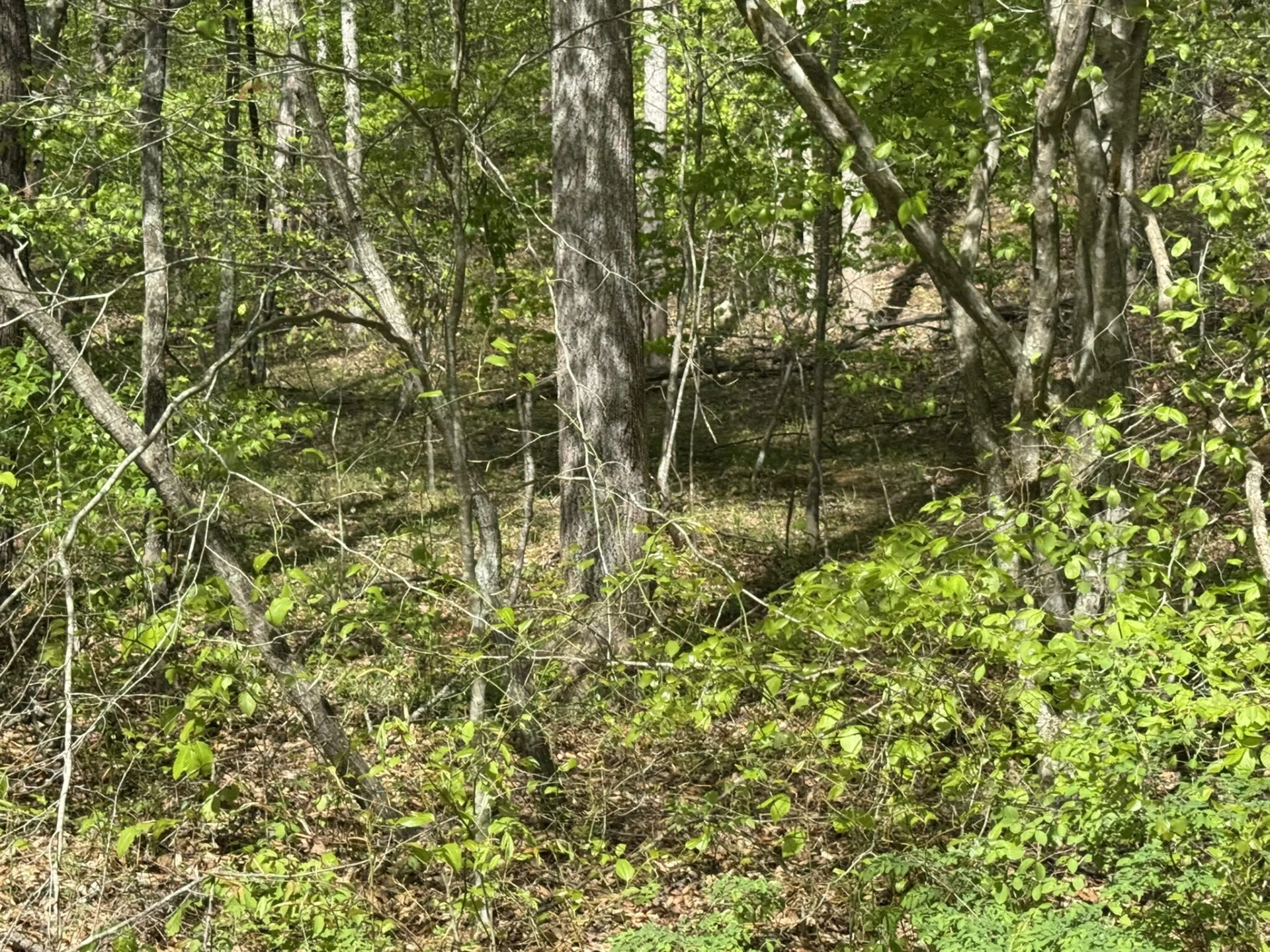 0 Dry Hill RD - Photo 6