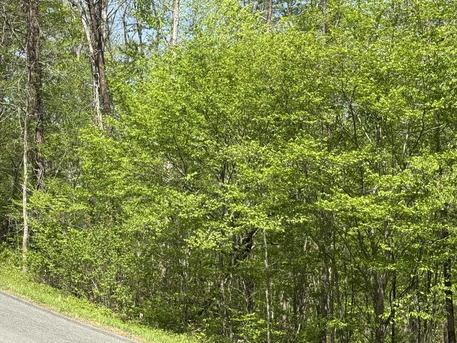 00 Dry Hill RD - Photo 6