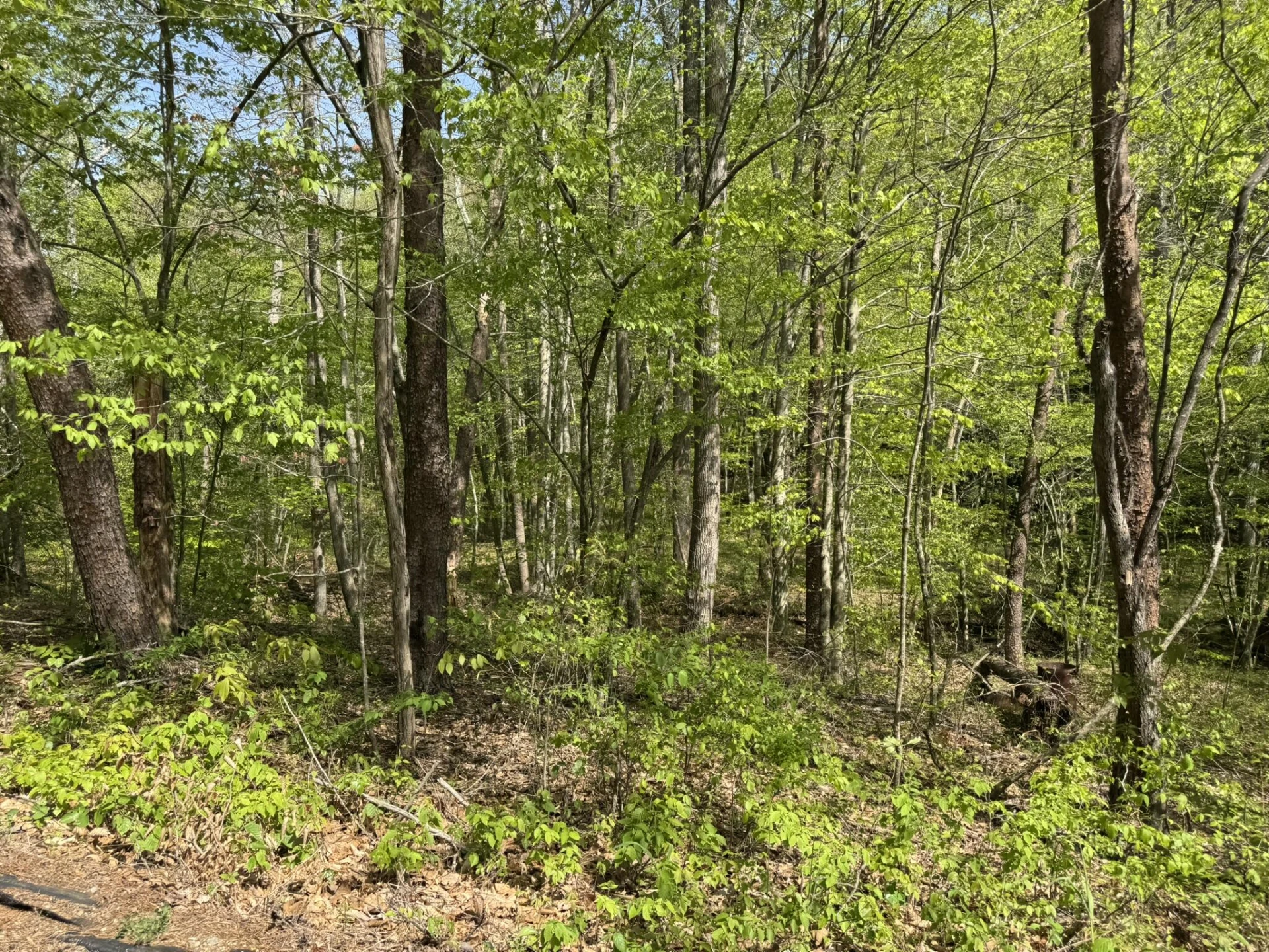 00 Dry Hill RD - Photo 8