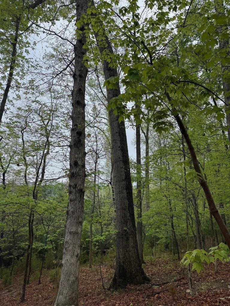 1630 Taylor Tyree RD - Photo 42