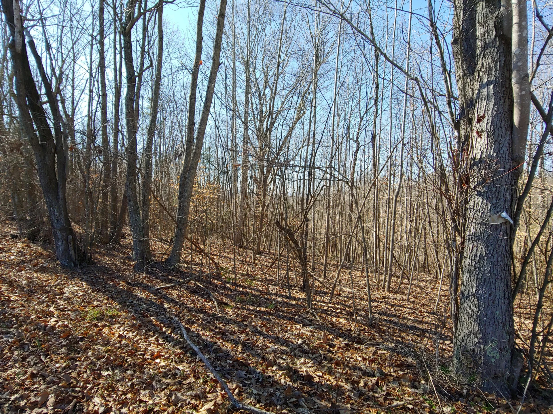 0 Horseshoe Bend RD - Photo 4